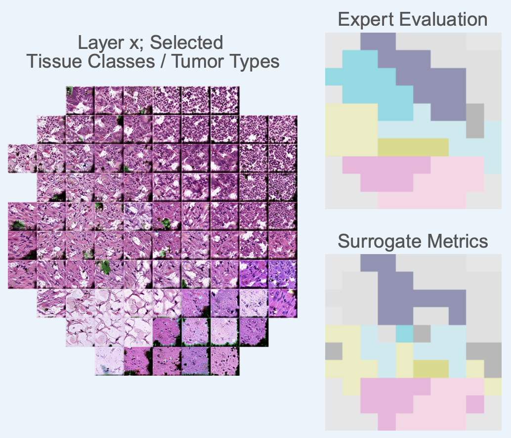 Activation Atlases showing tissue classes and tumor types