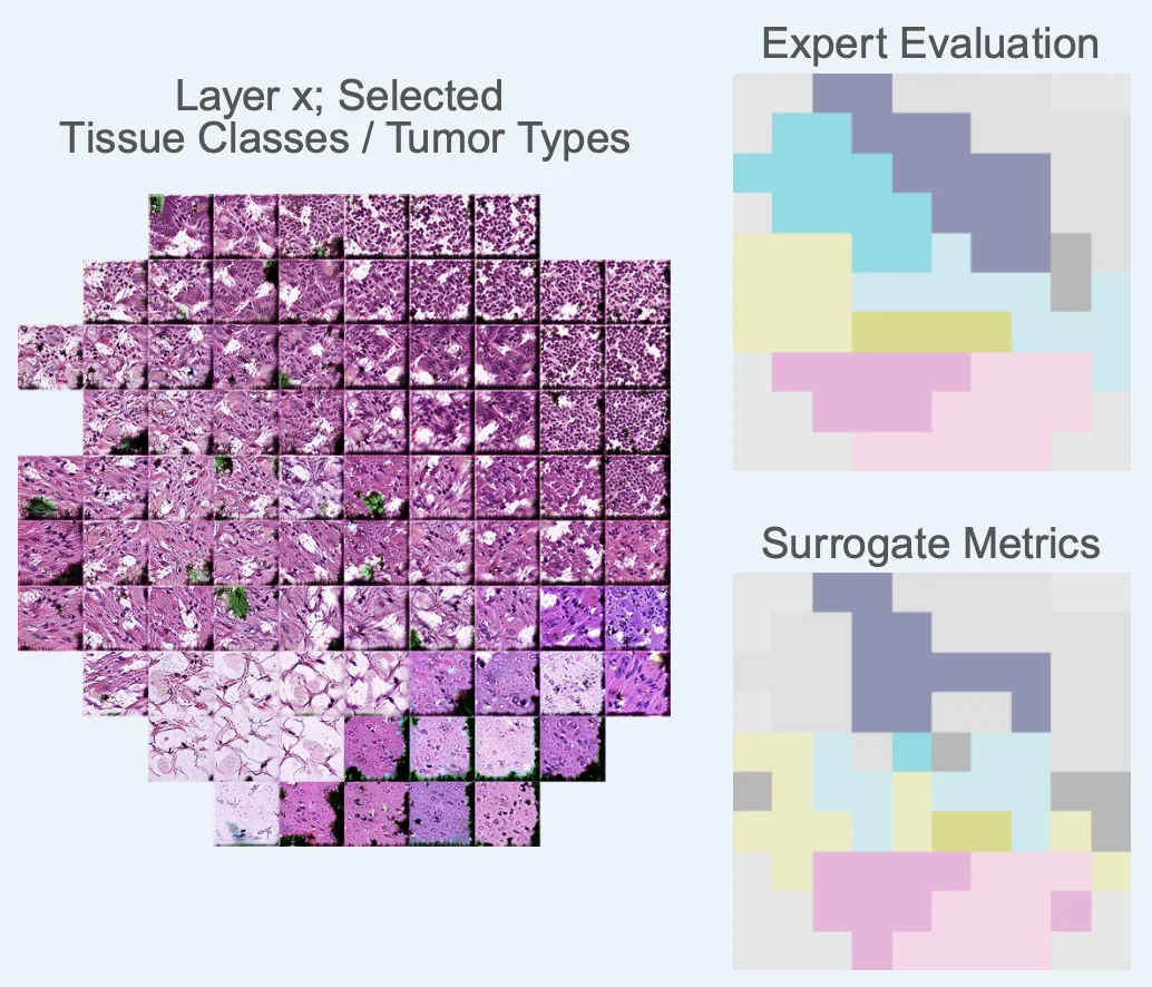 Activation Atlases showing tissue classes and tumor types